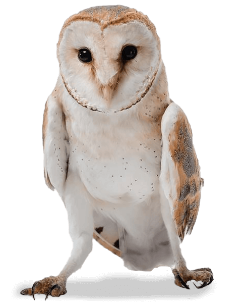 BarnOwl (2)