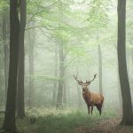 ForestEcosystemSized