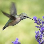 hoveringHummingbirdsSized