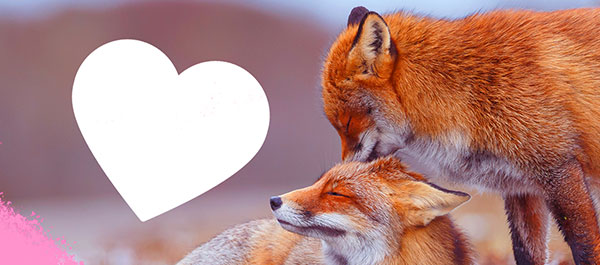 Une Saint-Valentin façon Éco Héros