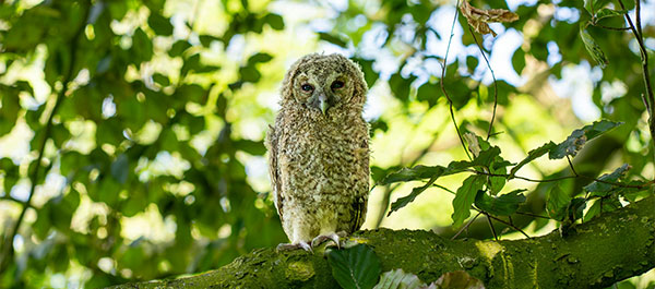 Un mois en vert (à l’exception des mammifères)  