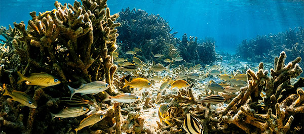 La biodiversité nous entoure