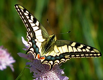 Nos précieux pollinisateurs