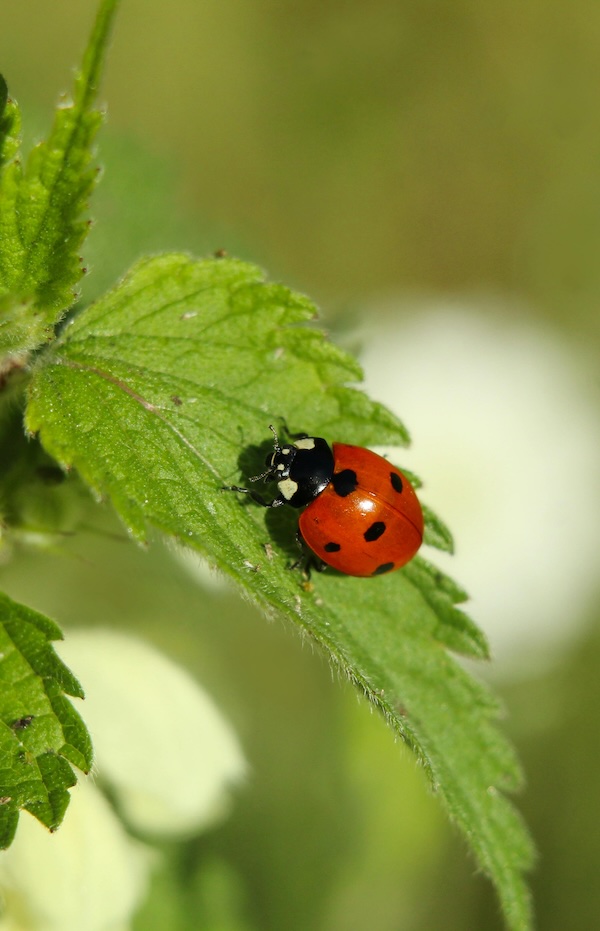 Chasse au trésor éco