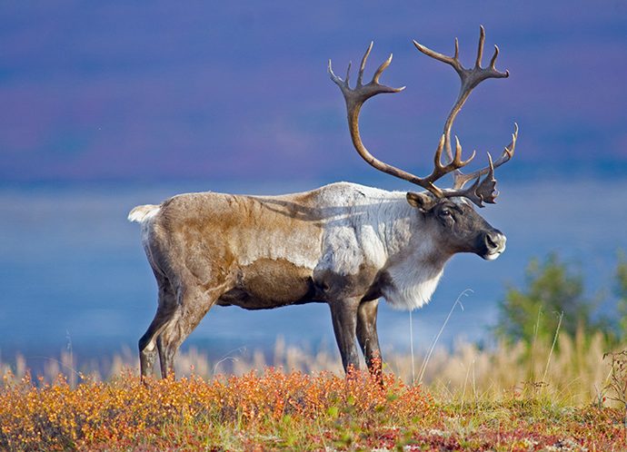Caribou-FeaturedImage-1-e1693579431530