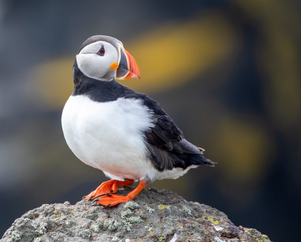 Attention! Attention!