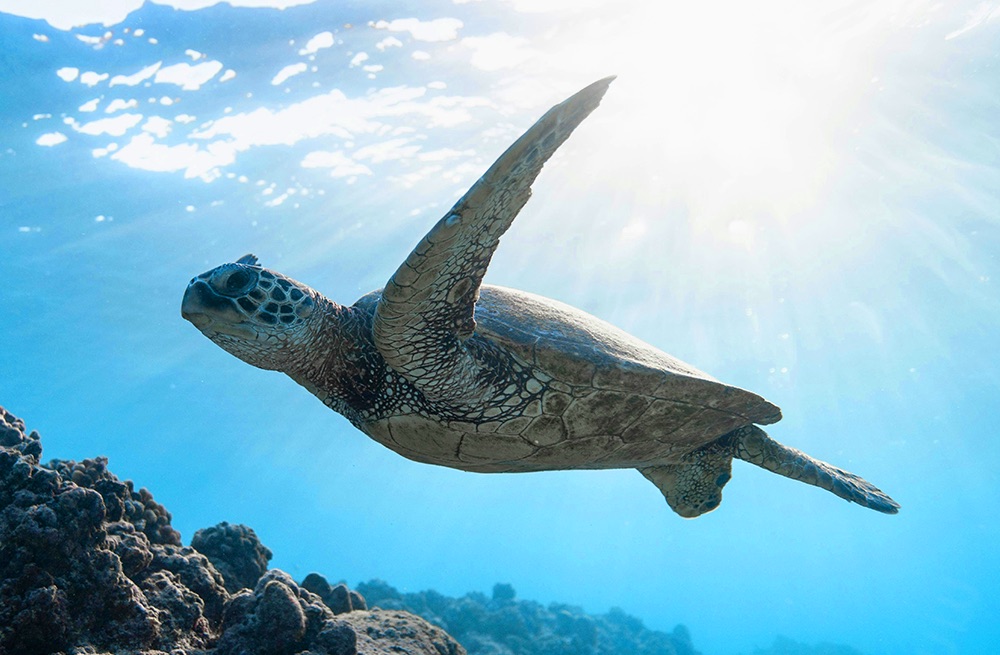 Tortues marines contre les plastiques