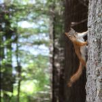 animal-friendly-zone