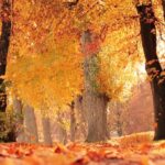 fall-quest