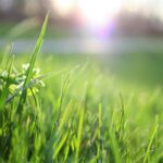 no-mow-way