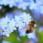 pollinator-palaces