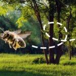 trees-for-the-bees