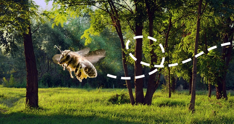 Défi « Pour les abeilles »