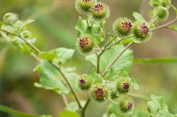 Guerriers des jardins